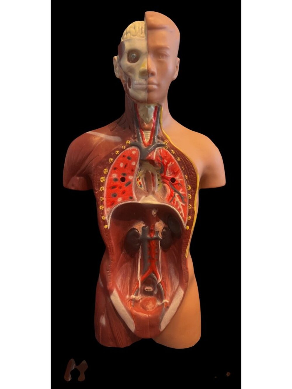Human Anatomy Model Removable Organs Detailed Internal Systems Science Educati - Picture 5 of 8